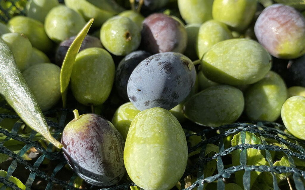 olive harvesting tuscany family affair