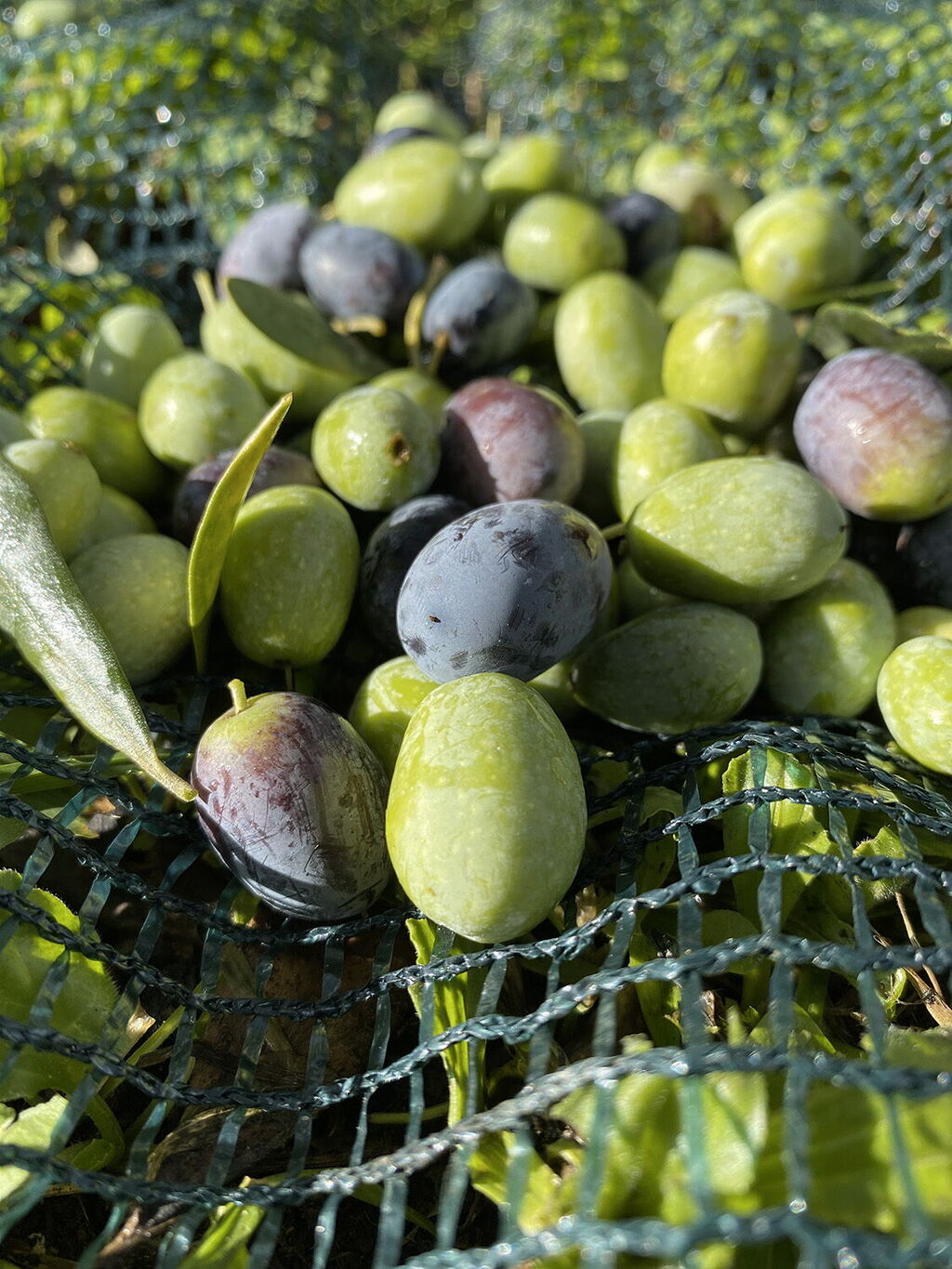 olive harvesting tuscany family affair