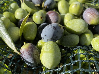 Tuscan Olive Oil: A Family Affair