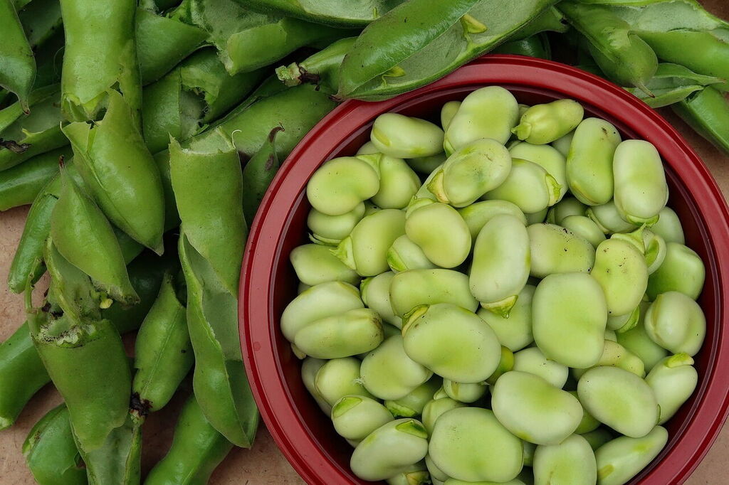 Fava-Beans-and-Pecorino